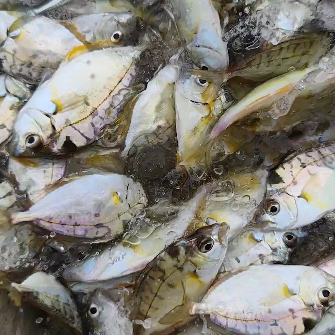 茂名电白 安仔海鲜 大网围捕 新鲜油立仔速冻锁鲜 真空袋生鲜直达