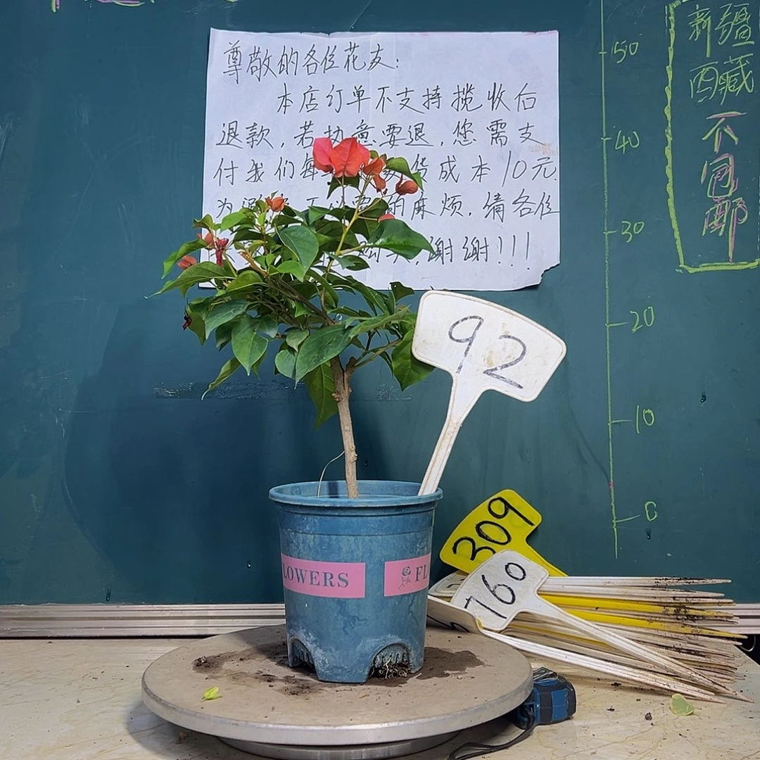 当前无花栽培后可以开花暗斑夕阳红 有瑕疵 92