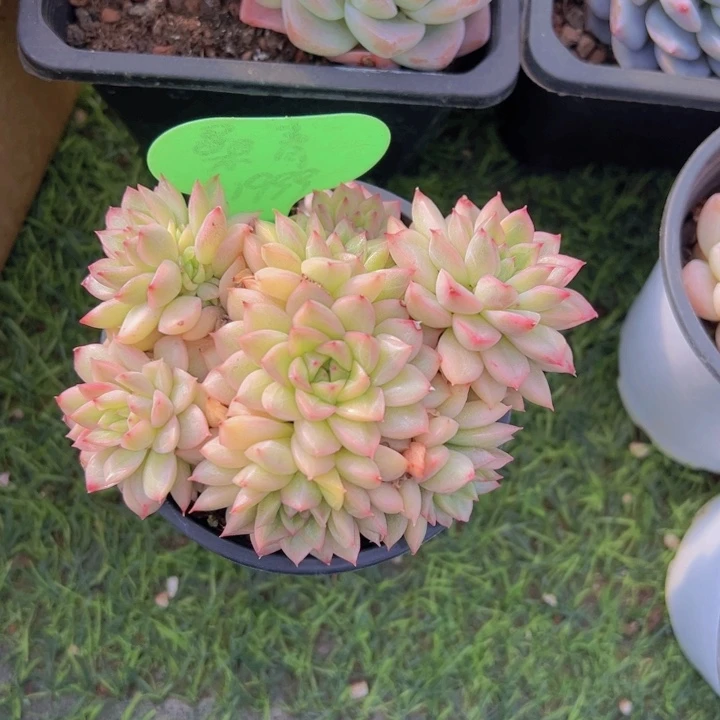 嘴****&健健康康平平安安