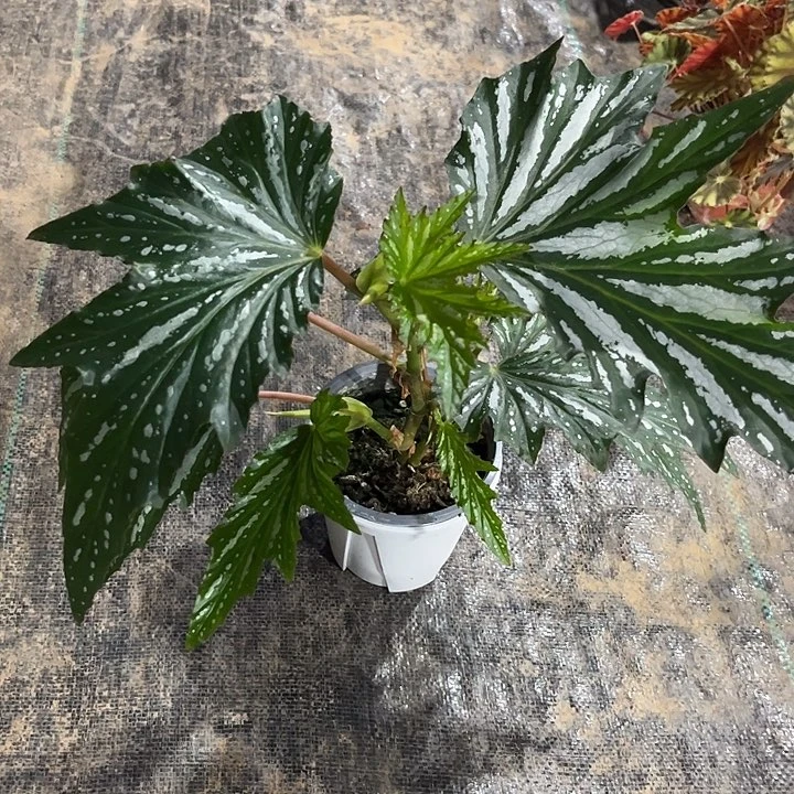 不开花植物屋头杂