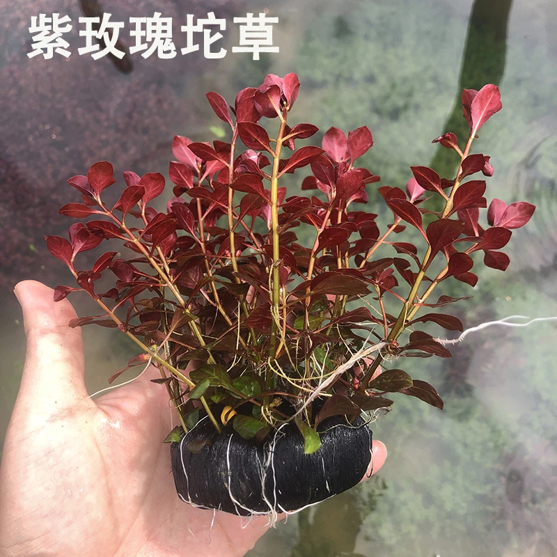 懒人新手鱼缸水草紫玫瑰坨草自带营养坨基鱼缸造景水草植物装饰