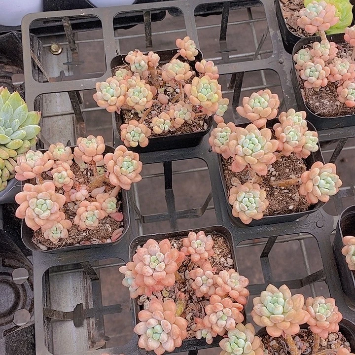 量拍1号-小老桩鱼子酱福利一颗