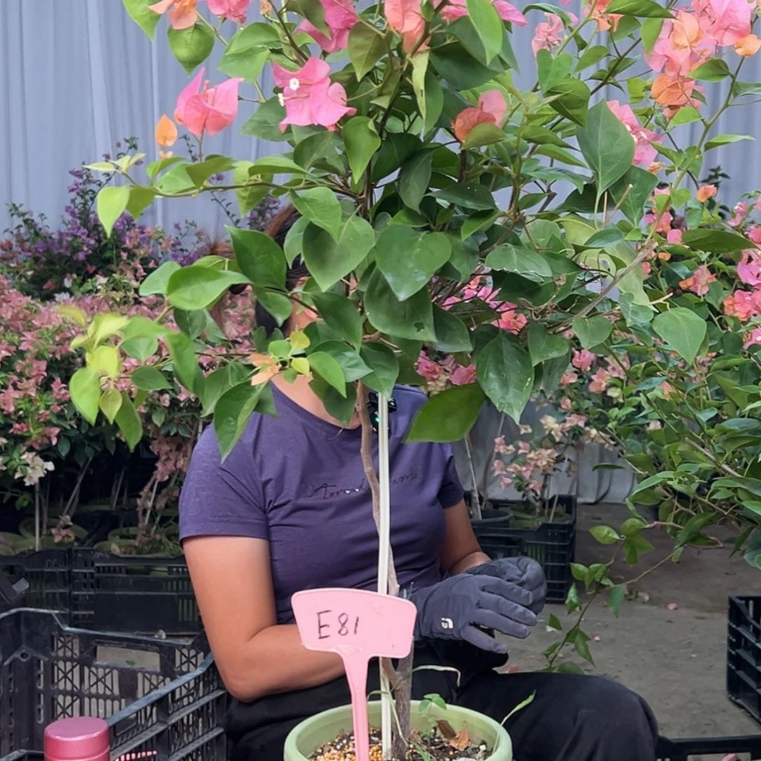 广***具大部分花苞少量开放E81波妹
