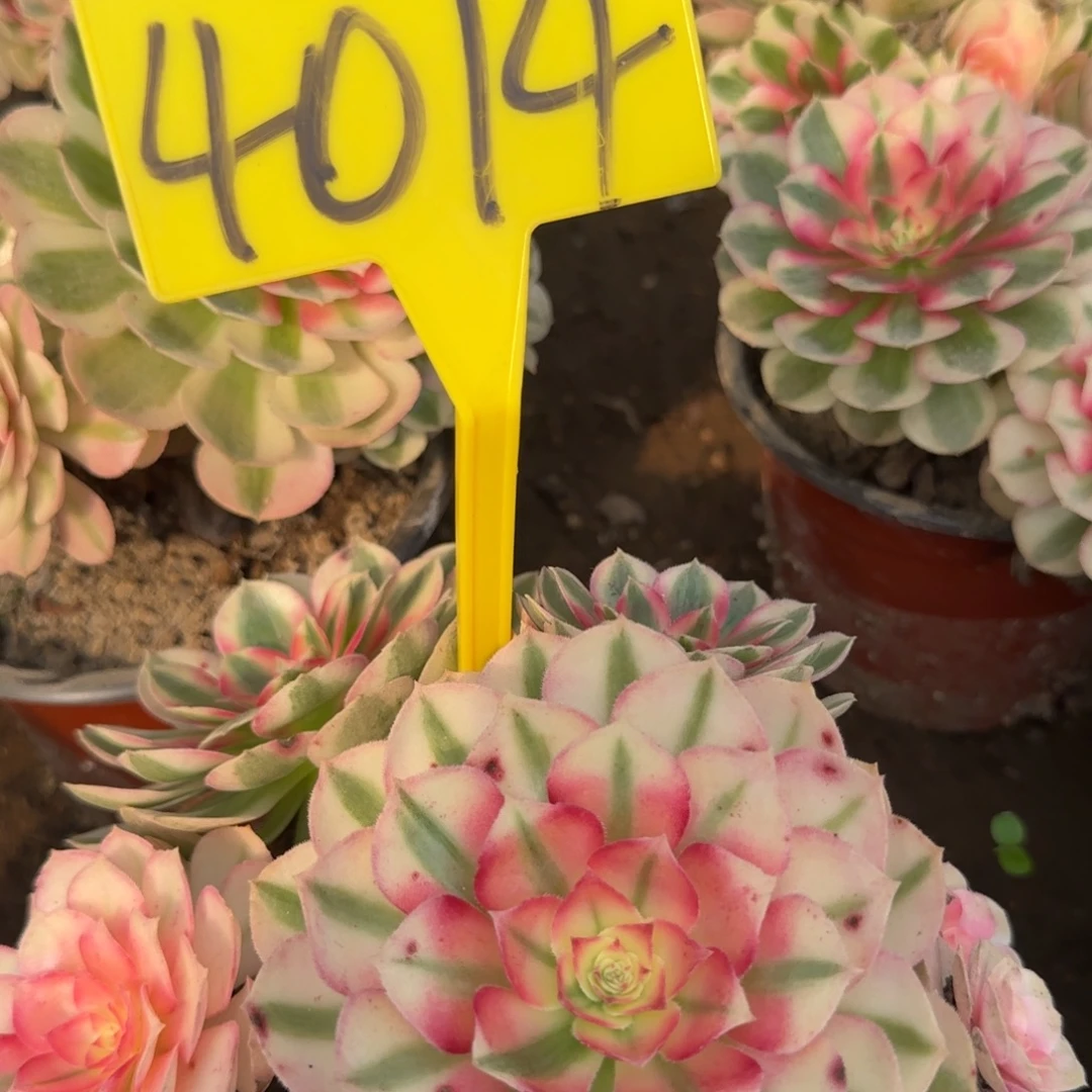 4014-+倾城多头多肉