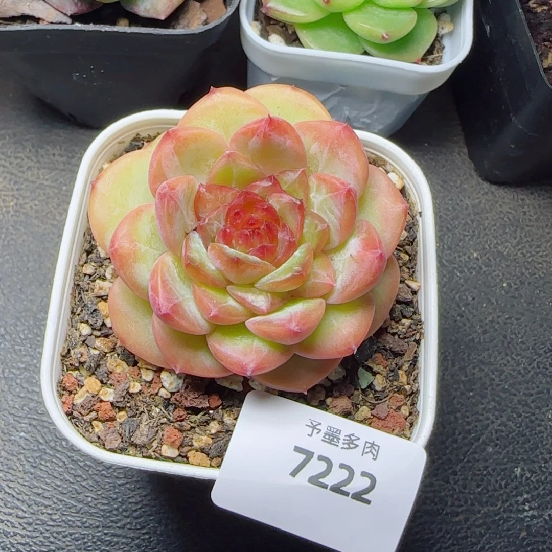 孤品，7222多肉植物