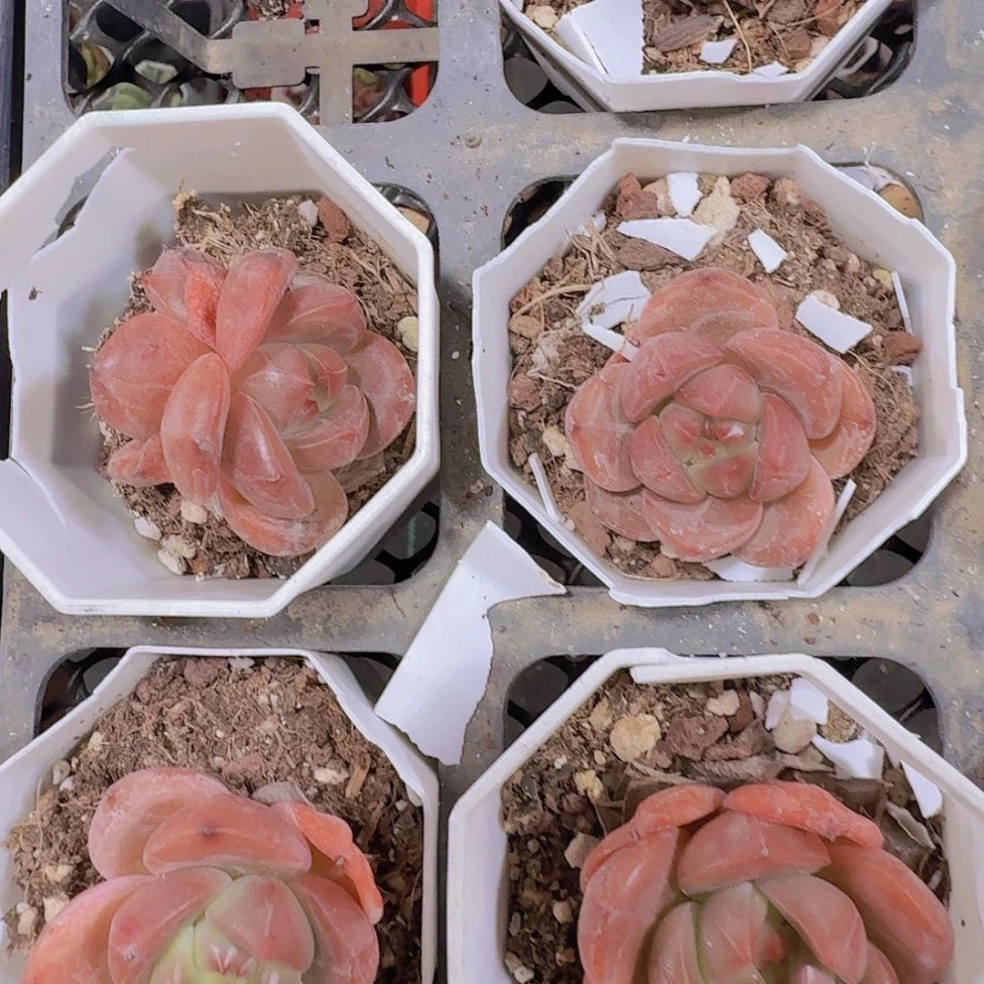 精品比翼鸟多肉植物