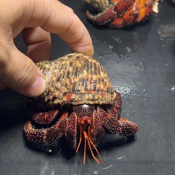 黑莓3.7口径需要拍加热包