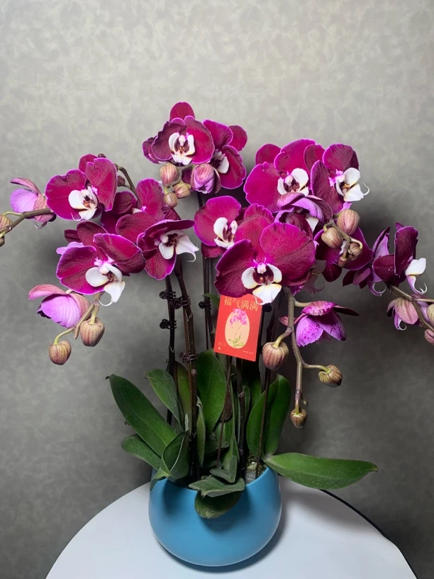 （米歇尔）稀有品种高级蝴蝶兰