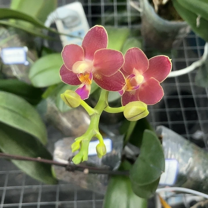 绿植龚是k130带剑发货