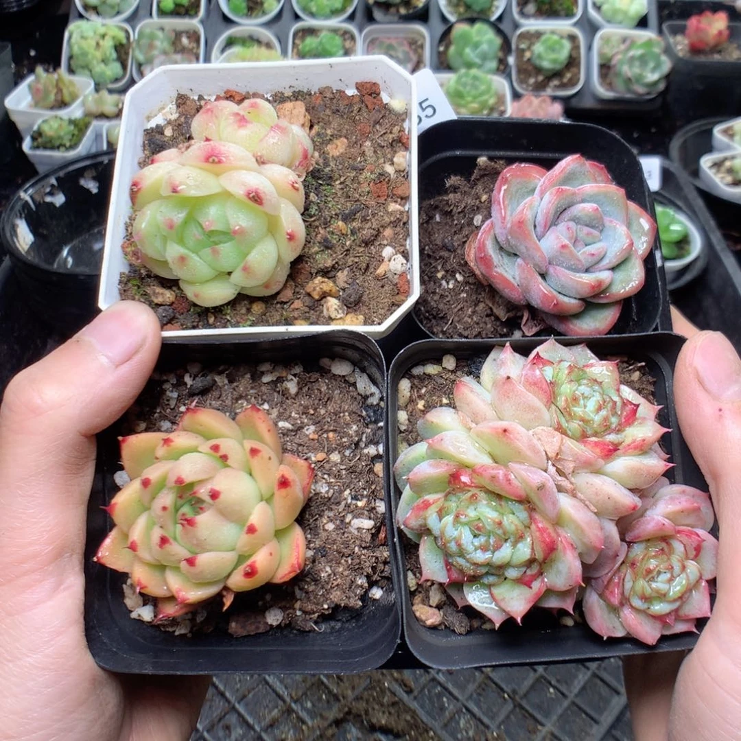 无花朵W135英语英语英语英语英语