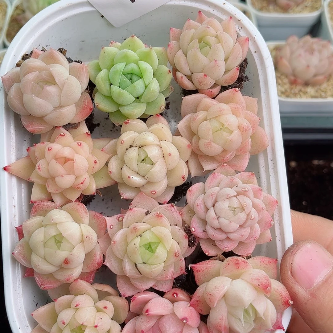 1-13 新疆西藏内蒙不发12.8包邮2-3公分