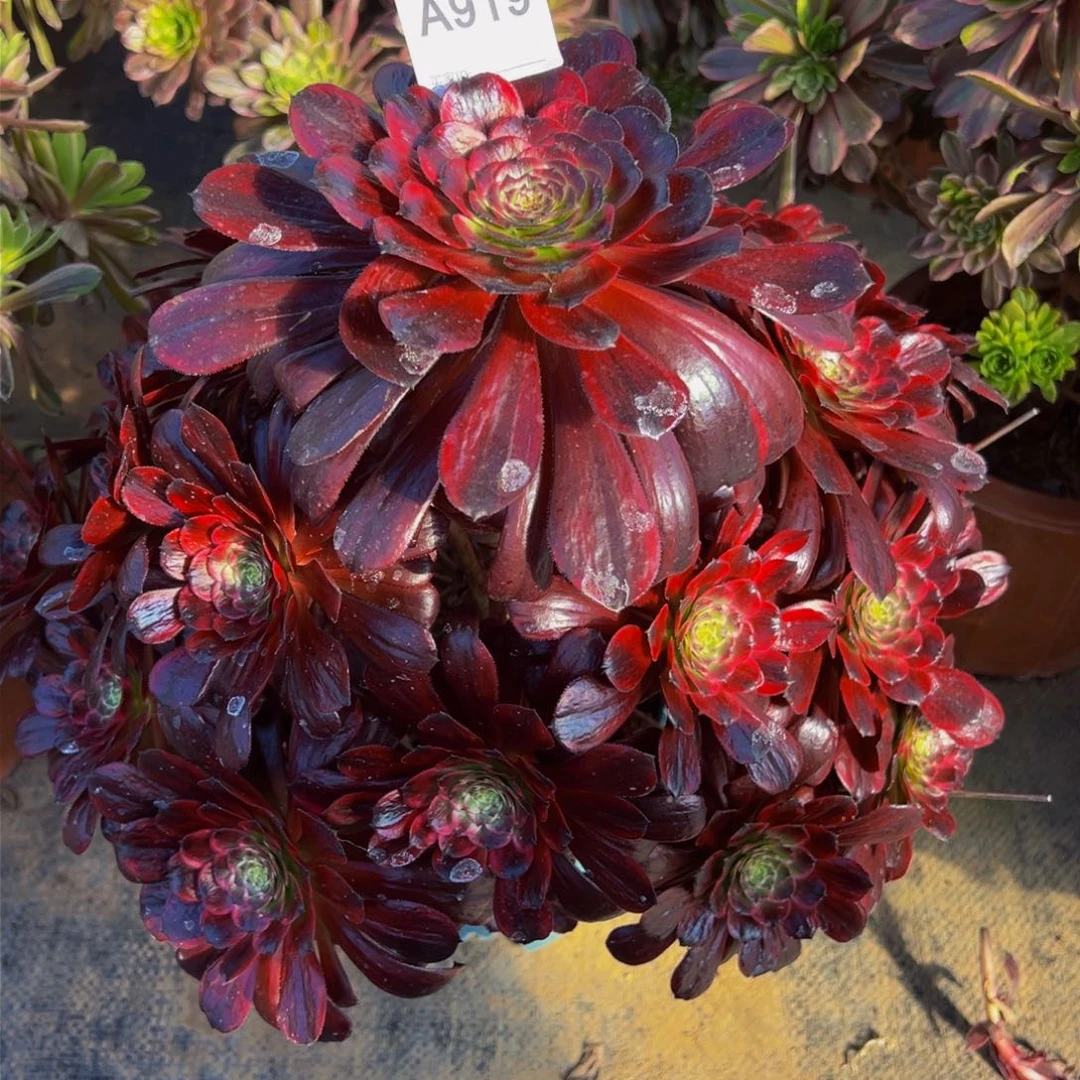 淡**风919墨言法师，多肉植物