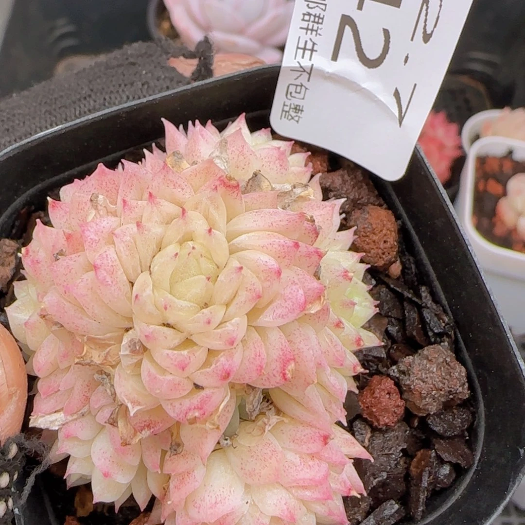 小脸麦秆群一颗脱土