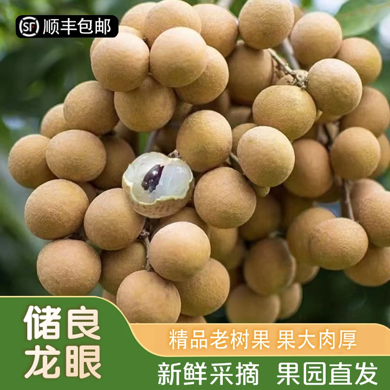 【储良龙眼】精品老树储良龙眼新鲜现摘大果当季整箱桂圆顺丰包邮