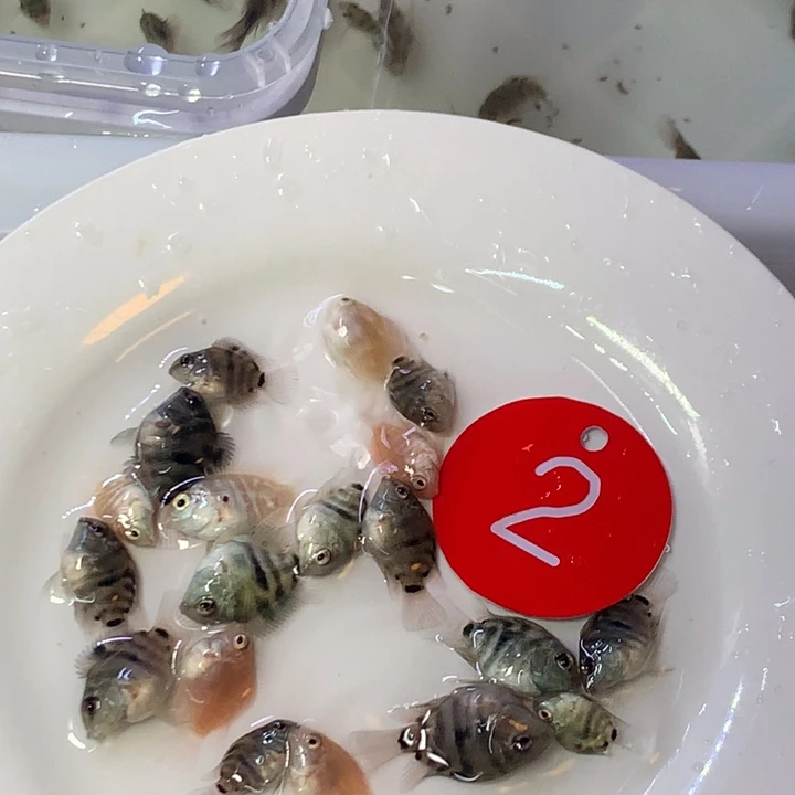 海水鱼迷你鹦鹉鱼