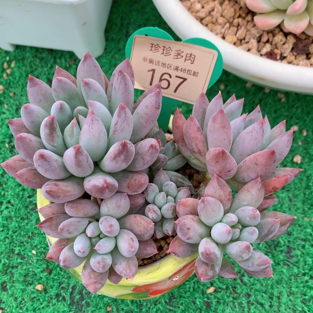 所罗门老桩无砍167