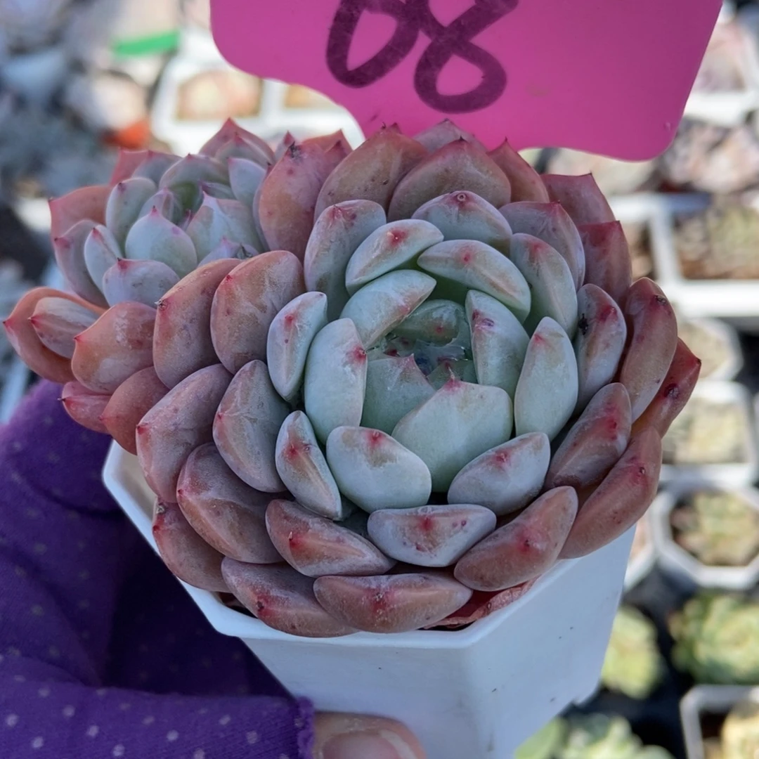 68糖果珍妮多肉植物