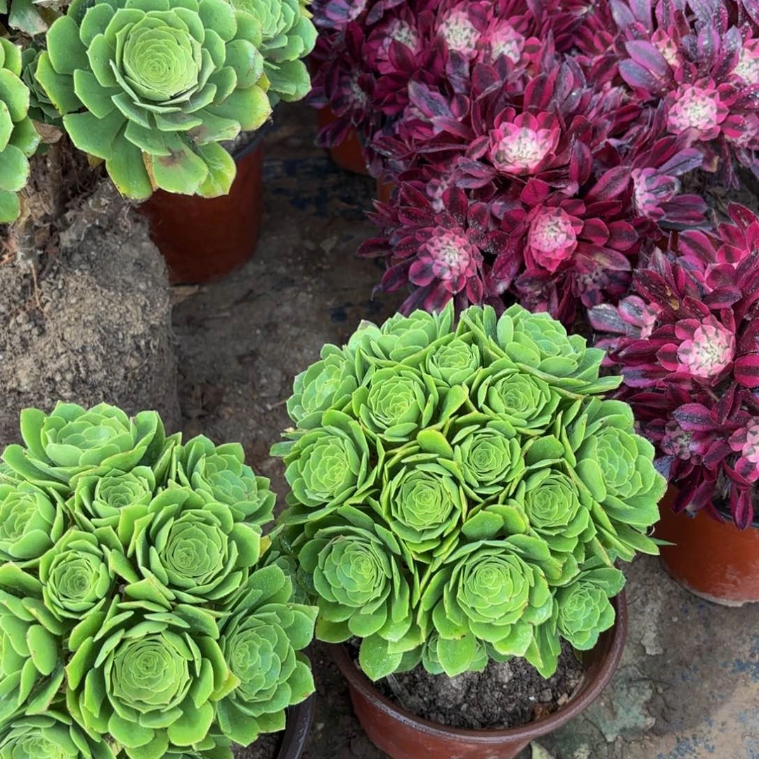 绿玫瑰绣球9.9多肉植物