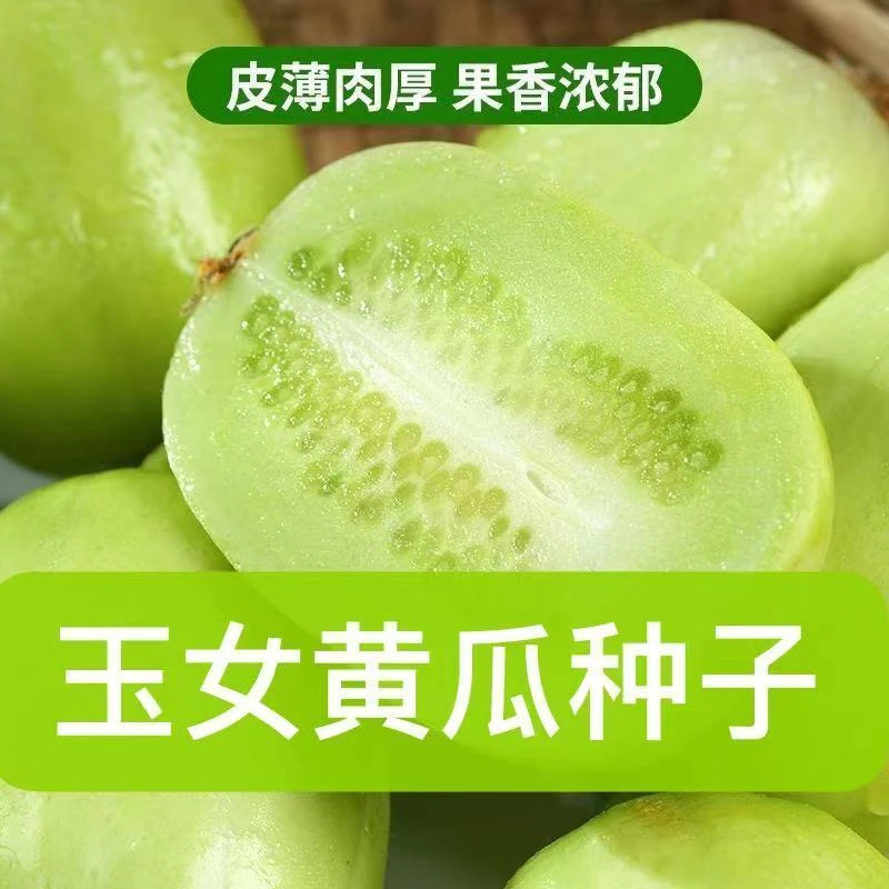 玉女黄瓜种子水果黄瓜苗金童小黄瓜种籽阳台盆栽庭院蔬菜种子