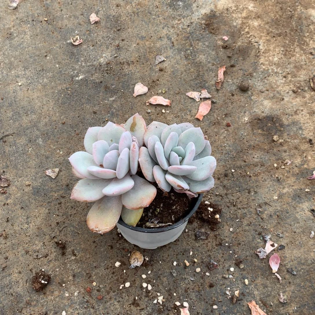 那时候是个啥日子都在