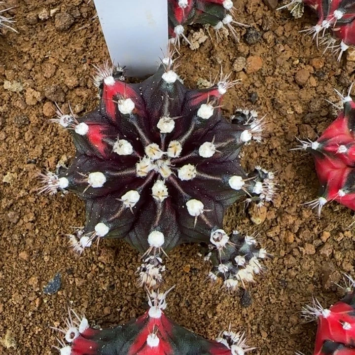 151-0117下播福利多肉