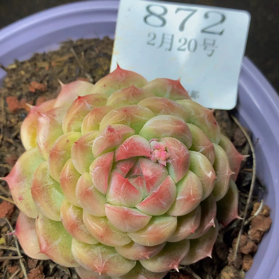 【闪购商品】云872
