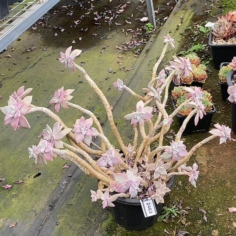 【闪购商品】胧月2463