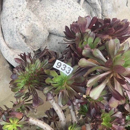 ༊****多肉植物一个妖933