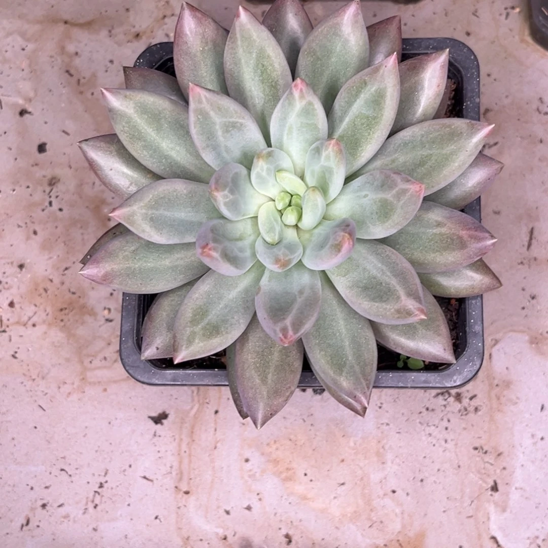 水晶球个体多肉植物638