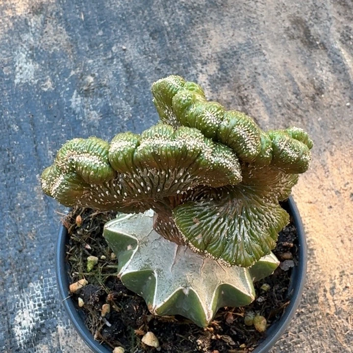 薄叶花龙缀仙人球植物