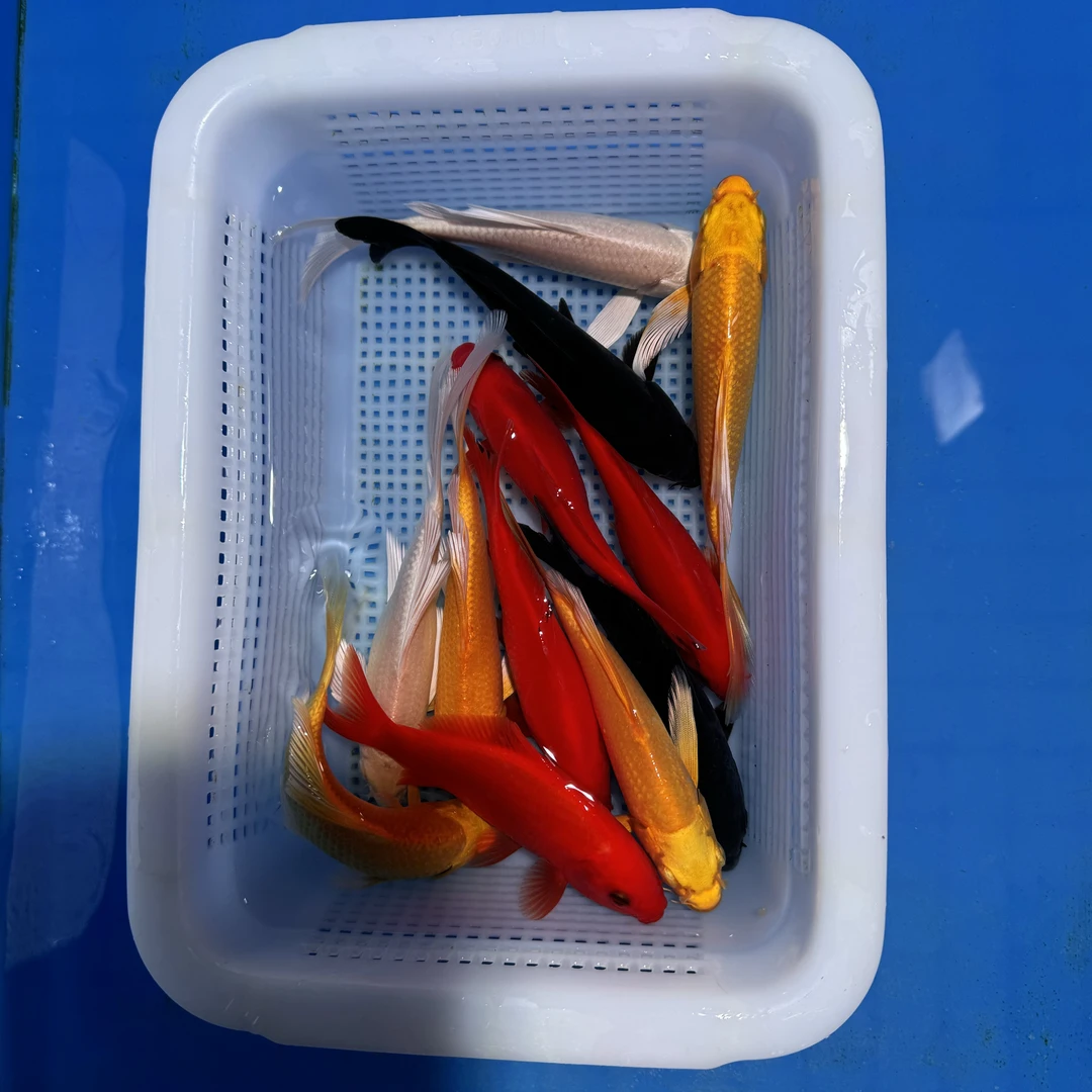鹦鹉锦鲤4红4黄2白2黑（10-13厘米）12条观赏鱼（红是鹦鹉）