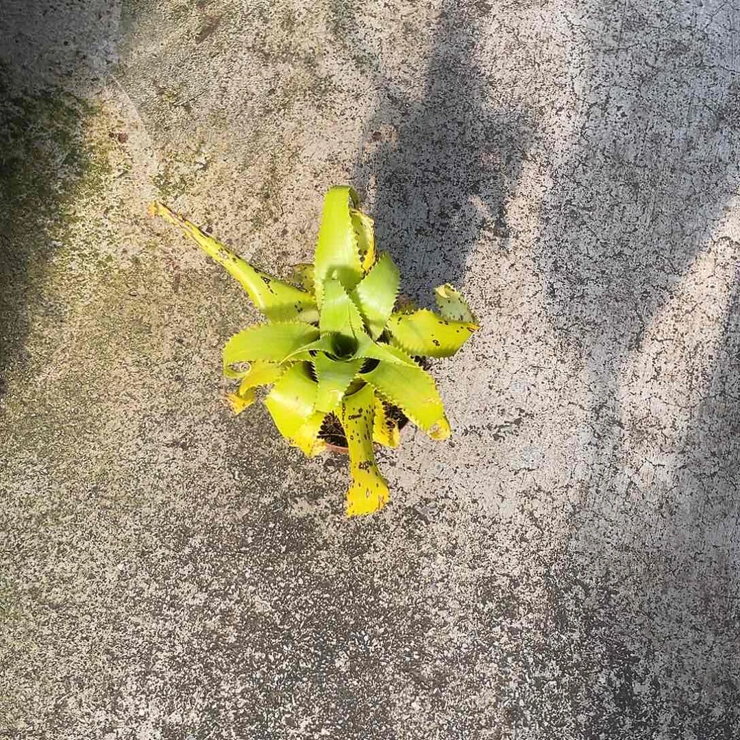 无花朵莫里亚纳积水