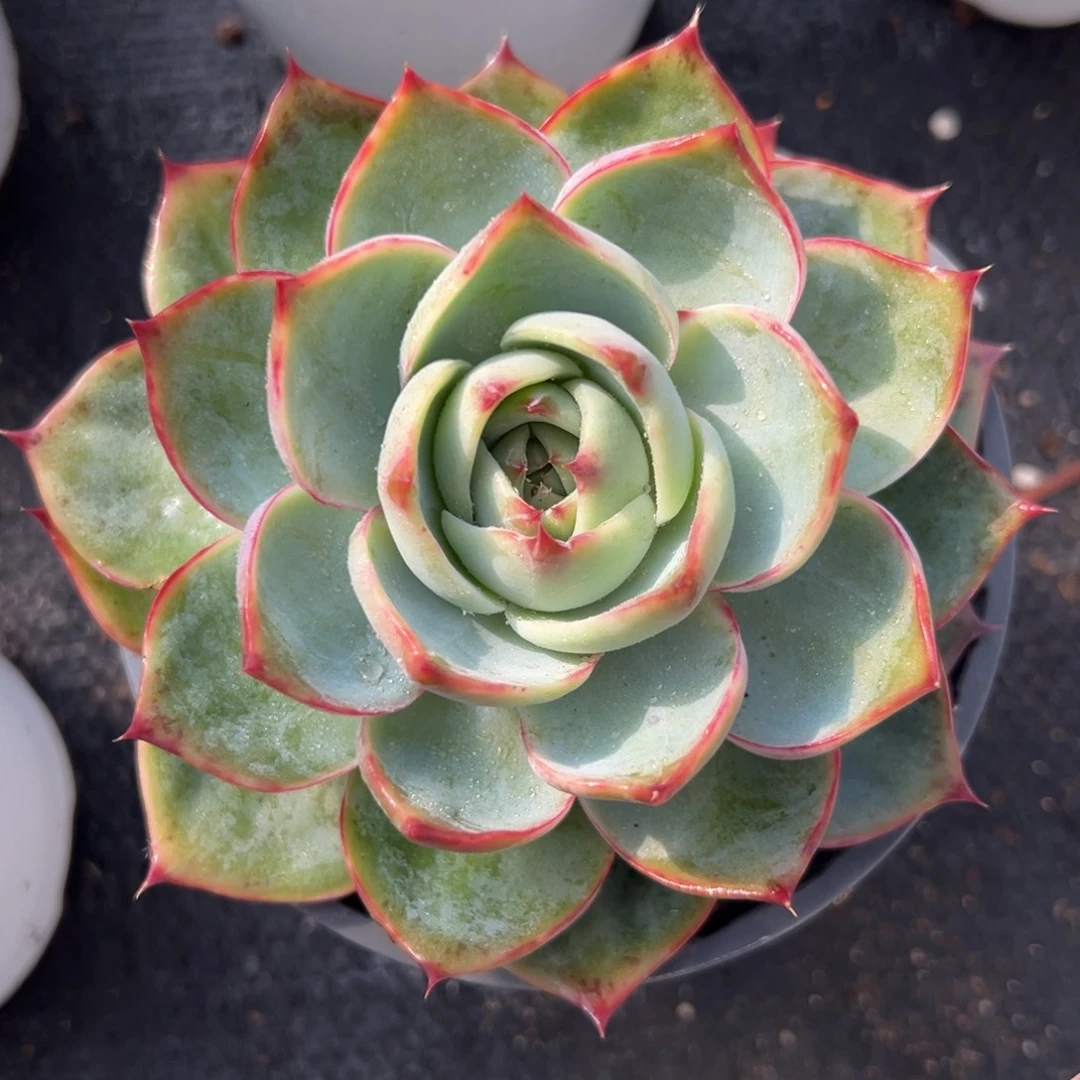 多肉植物一物一拍（28号）