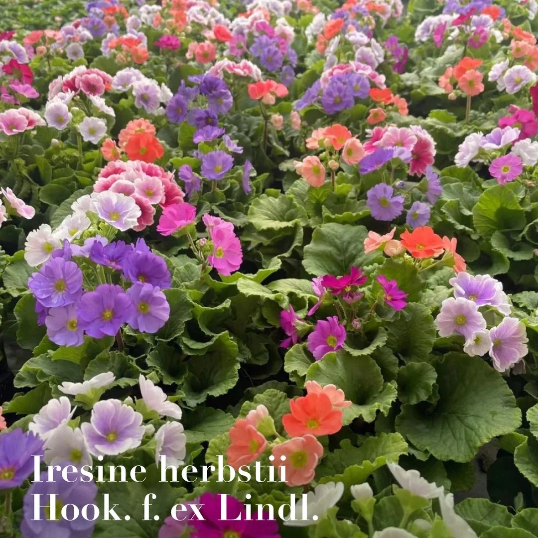 四季樱草盆栽四季樱花耐寒植株阳台庭院易养活四季开花带花苞发货