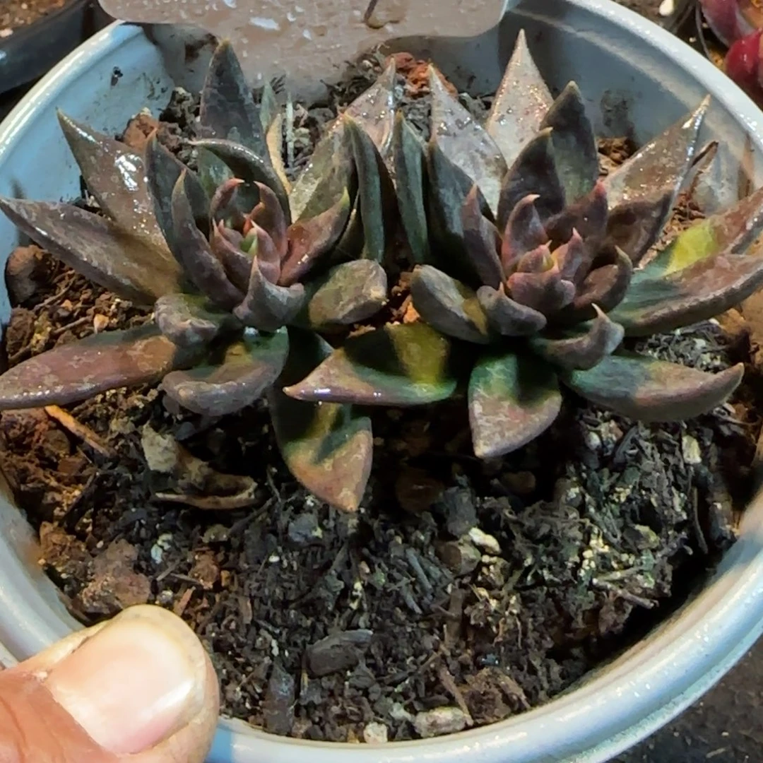 黑骑士惊鸿一物一拍包装收缩花旱