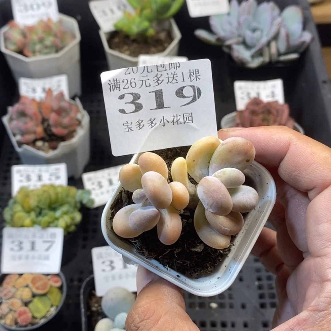 奶酪双头一物一拍满20元包邮满26送一颗