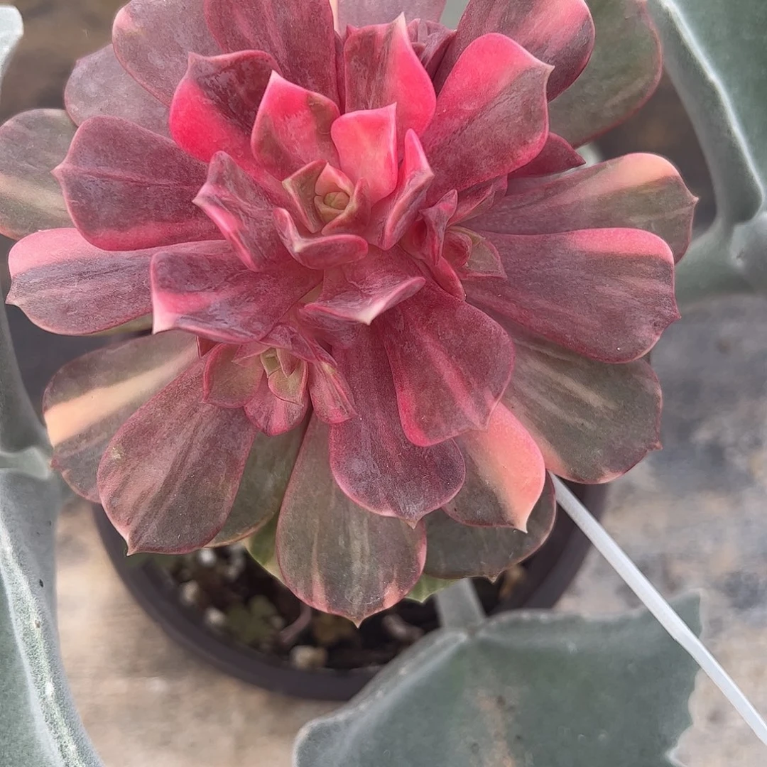 依***萍多肉植物多肉植物