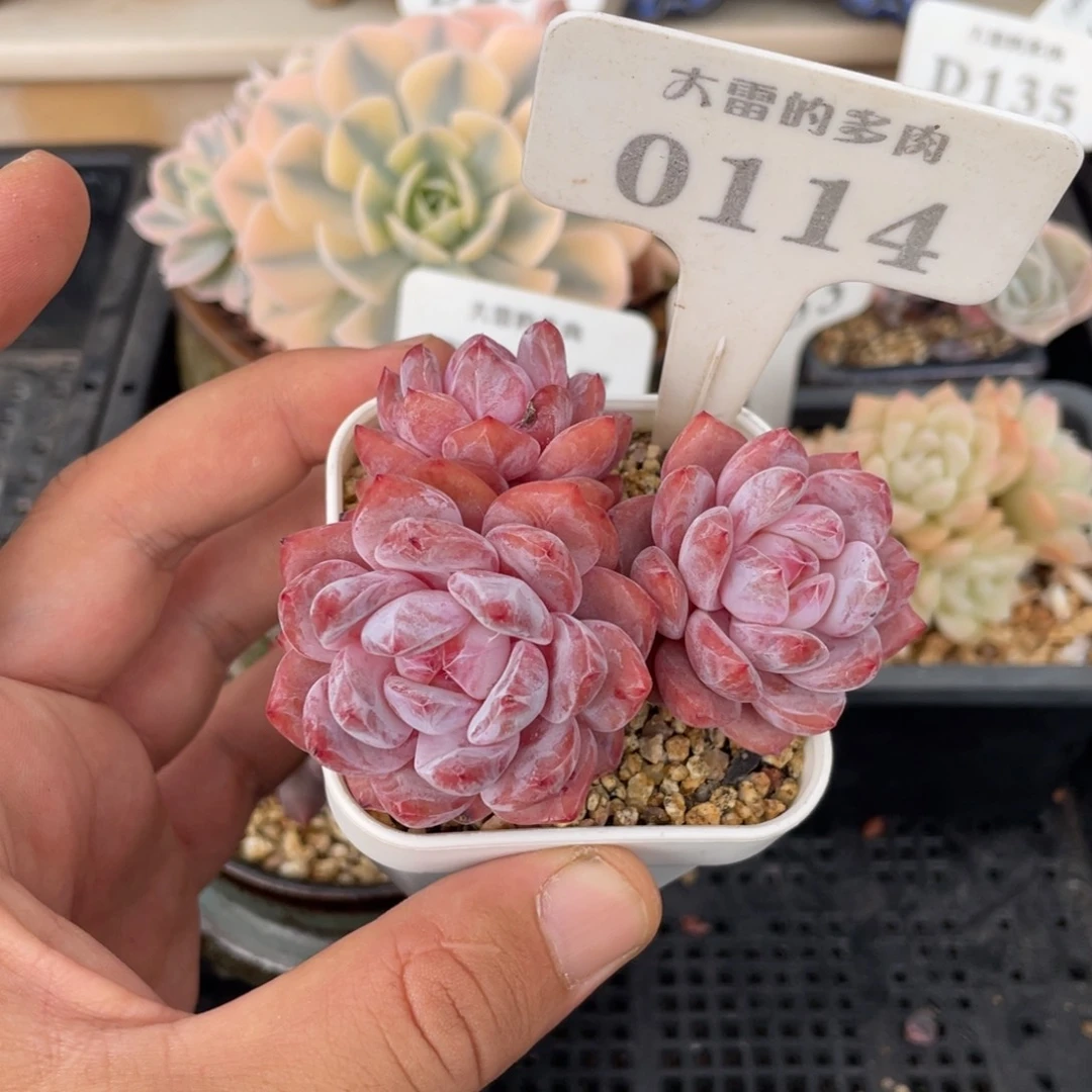 0114橙子不带盆7厘米