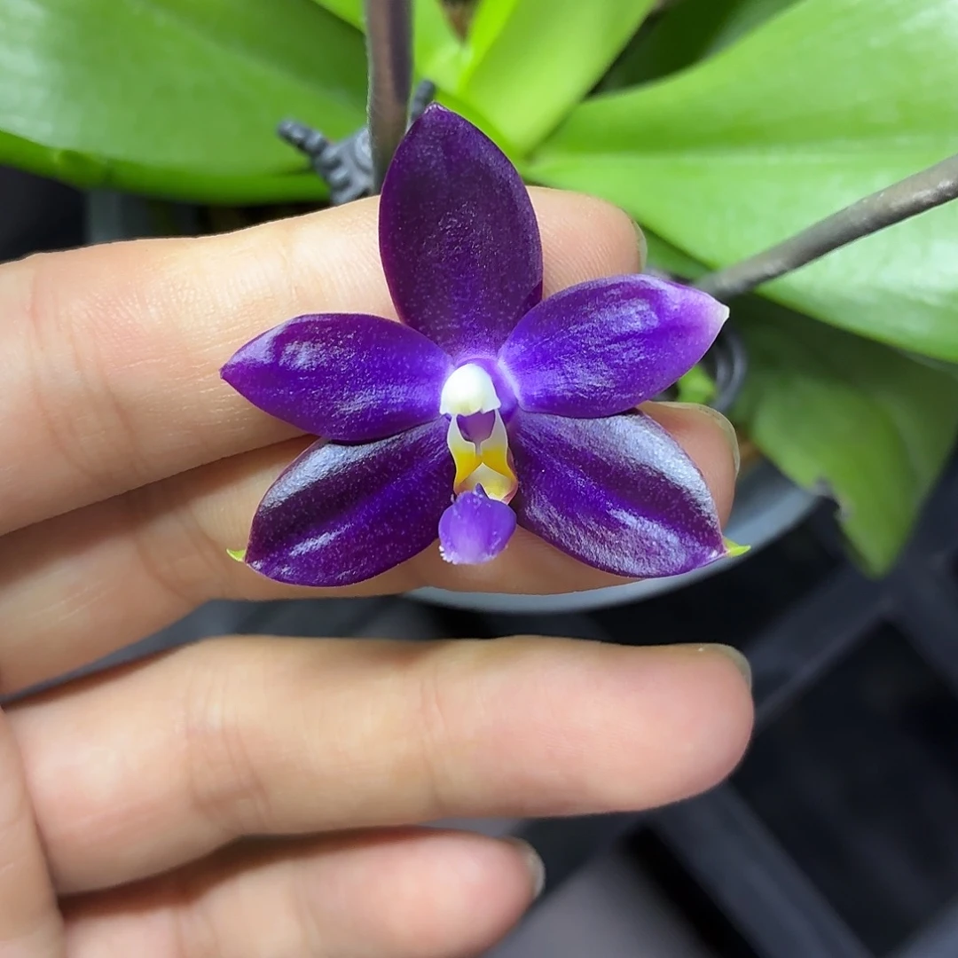 当前无花栽培后可以开花A239yss1180