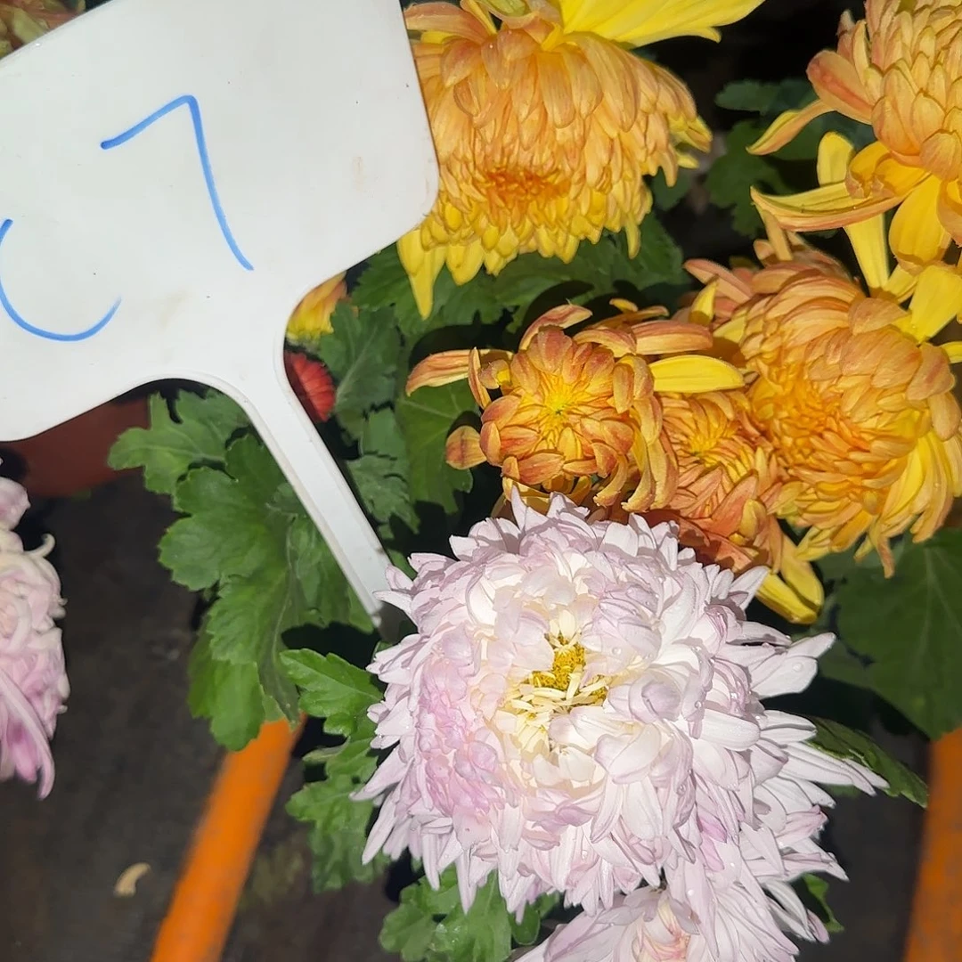 无花朵C77777777777