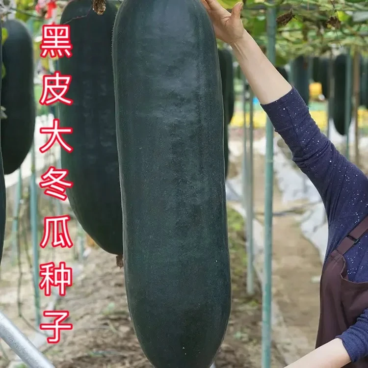 广东黑皮大冬瓜种子种籽苗高产巨型菜东瓜蔬菜孑秧苗四季盆栽南方