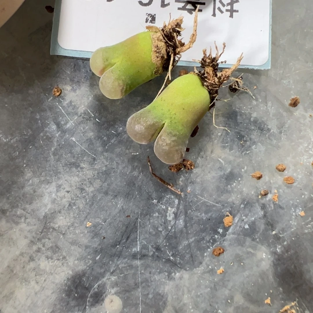 16-146量拍b23风铃一颗