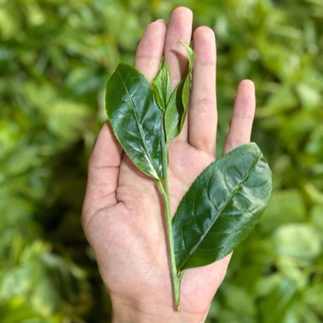 【昔归茶区】25年头春挑采古树 昔归忙麓山一环 散茶