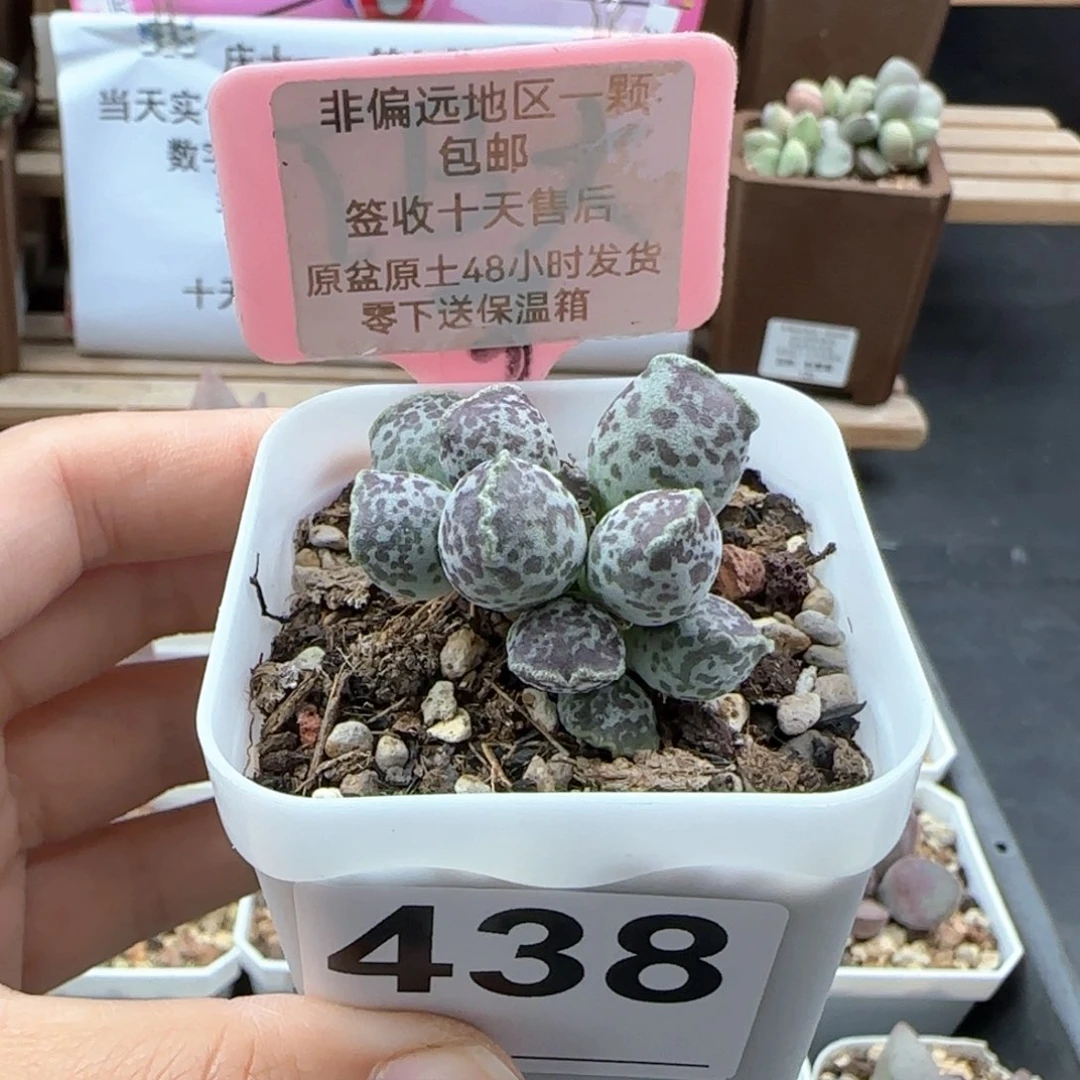 438达摩海报多肉