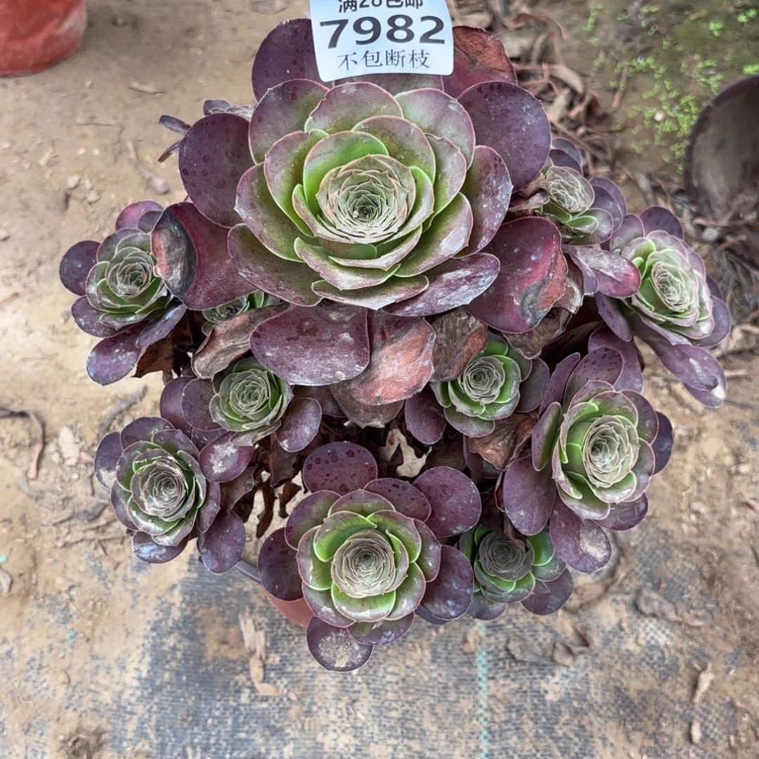 K. 7982魅金玫瑰多肉。cade