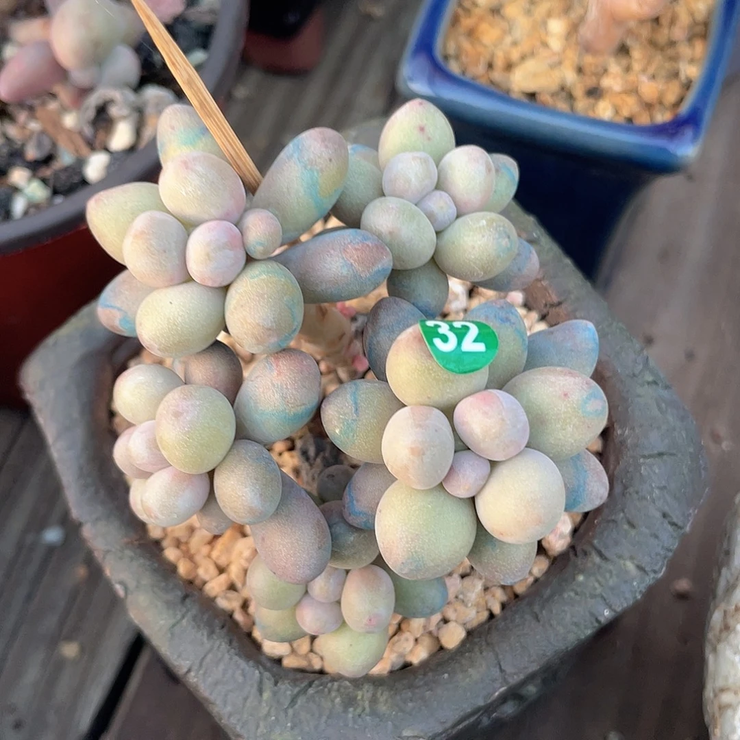 奶尖 脱土发货 9口盆