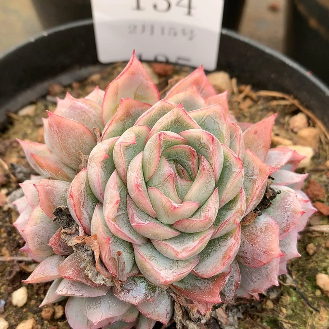 【闪购商品】云134