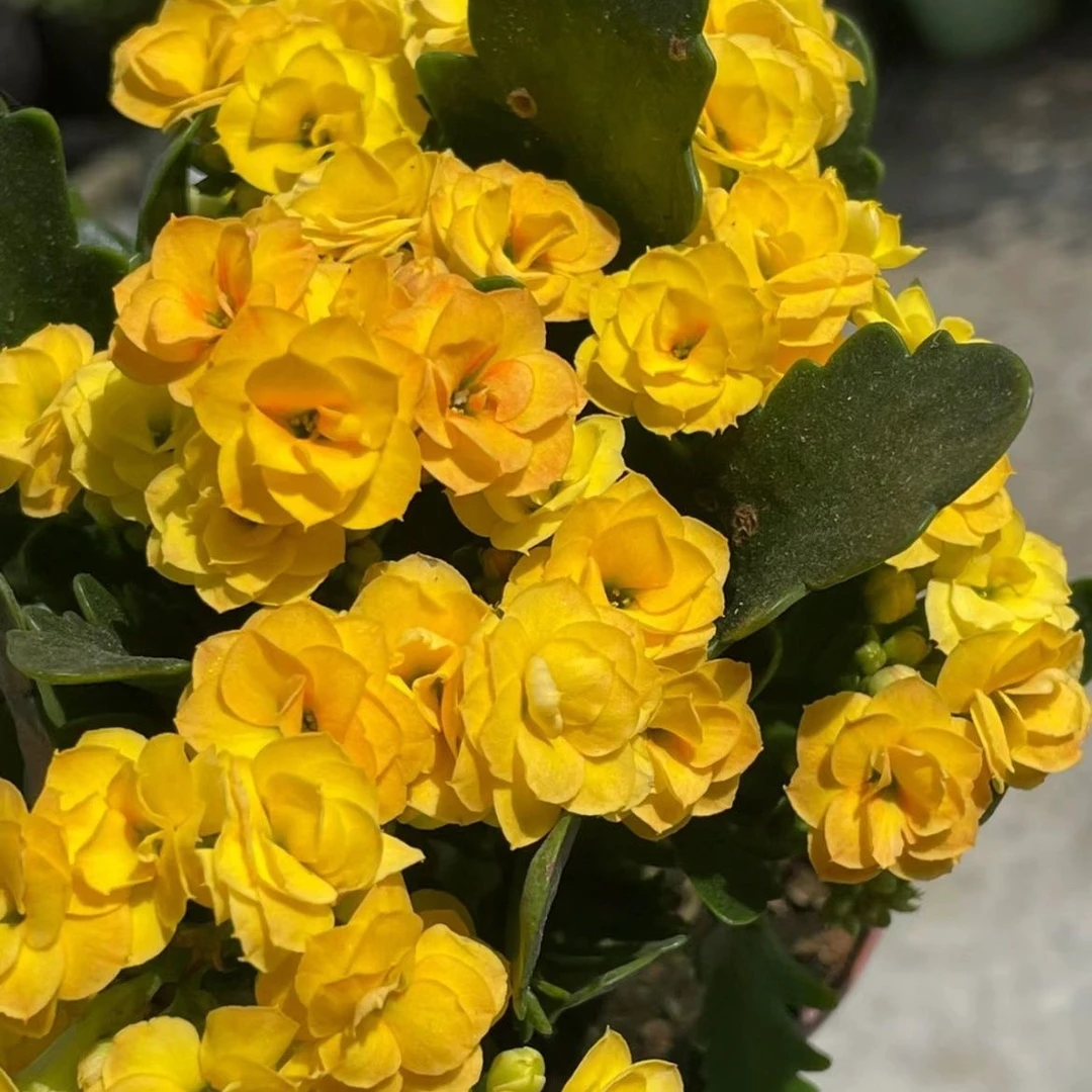 露丝鹿角黄龙袍110盆长寿花