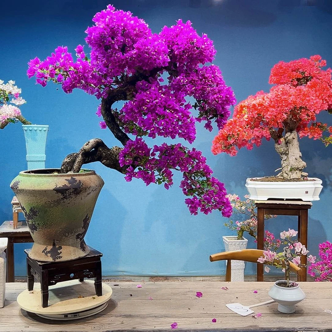 蒲***馆无花朵小叶紫三角梅盆景