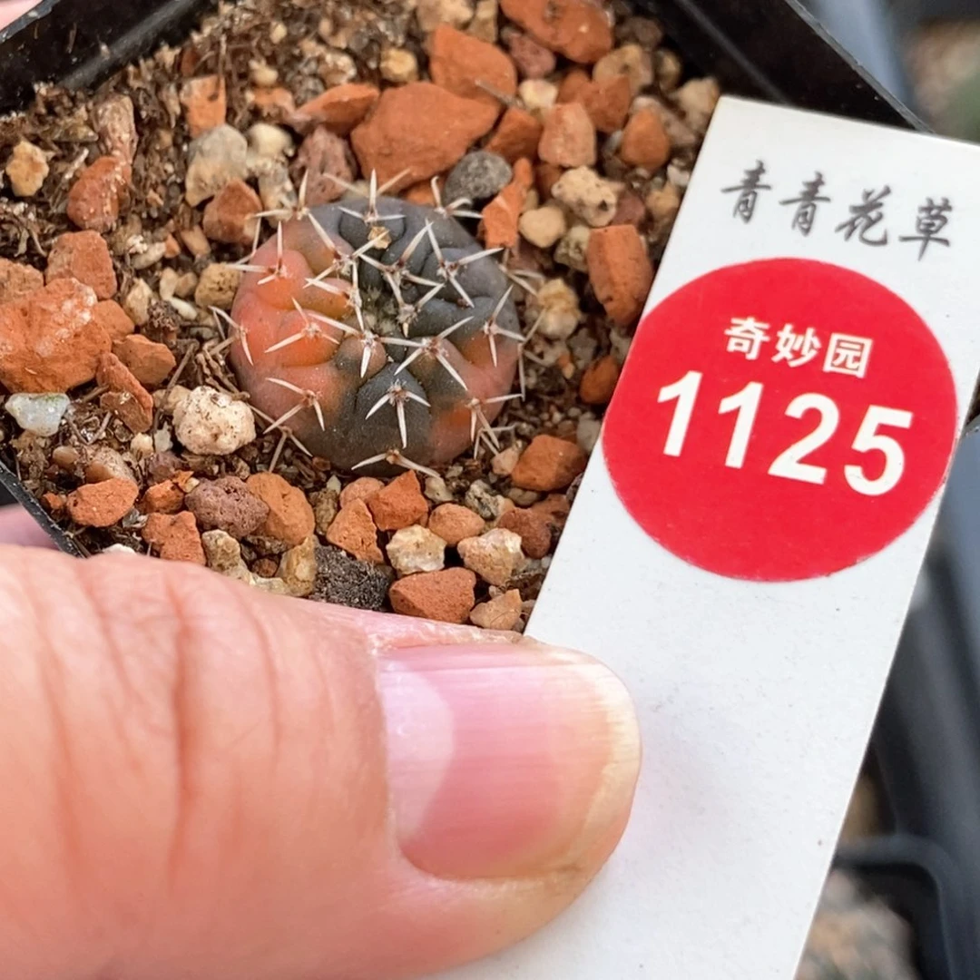 实生白刺瑞昌锦1.7cm